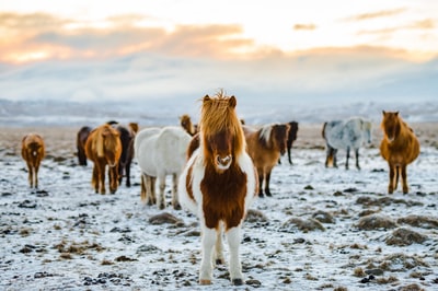 雪地上一群白色和棕色的驴子